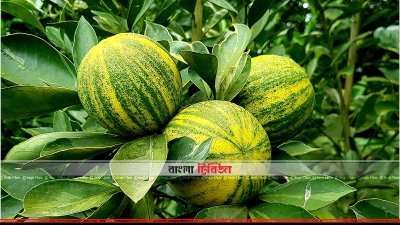 বাগানে মাল্টা পাকতে শুরু করেছে