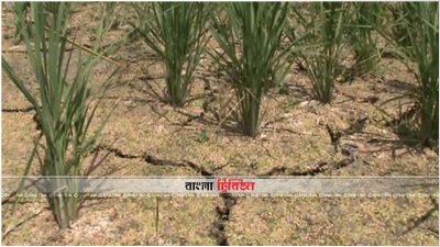 বৃষ্টির অভাবে ধানক্ষেত ফেটে গেছে