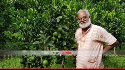 নিজের বাগানে মাল্টা চাষি