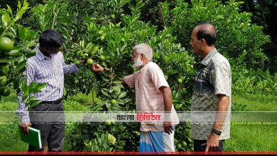 বাগানের মাল্টা অন্যকে দেখাচ্ছেন বাগান মালিক