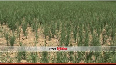 বৃষ্টির অভাবে ধানক্ষেত ফেটে গেছে