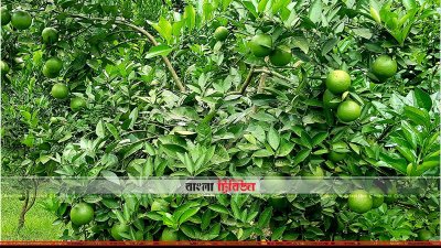 গাছে ধরে আছে মাল্টা