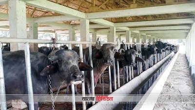 সরকারি মহিষ প্রজনন খামার