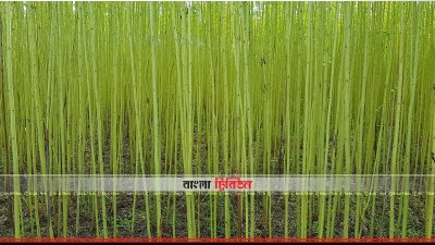 পাট ক্ষেত
