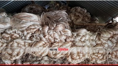 পাট শুকানোর পর আটি বেঁধে রাখা হয়েছে