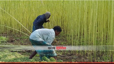 ক্ষেত থেকে পাট কাটা হচ্ছে