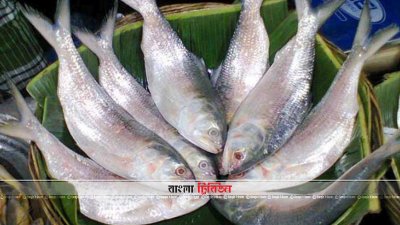 ইলিশ