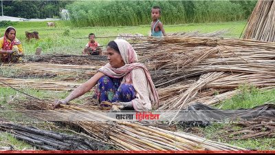 পাট থেকে আঁশ ছোড়ানো হচ্ছে