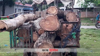 হিলিতে সরকারি গাছ কাটার অভিযোগে ইউপি সদস্যসহ পাঁচজনের বিরুদ্ধে মামলা