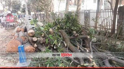 ডিএনসিসির গাছ বিক্রির টাকা ঠিকাদার-কর্মকর্তাদের পকেটে!