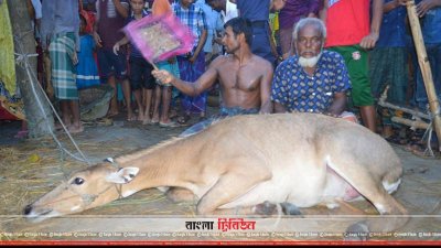 দুর্লভ প্রজাতির নীলগাই। ঠাকুরগাঁওয়ে মঙ্গলবার ধরা পড়ে গ্রামবাসীর হাতে। প্রাণীটিকে এখন রামসাগর জাতীয় উদ্যানে রাখা হয়েছে।