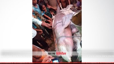 ধরলা নদীতে ধরা পড়া ডলফিন