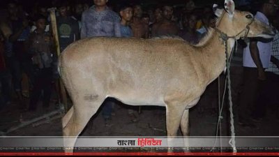 ঠাকুরগাঁওয়ের রাণীশংকৈলে ধরা পড়া দুর্লভ প্রজাতির নীলগাই