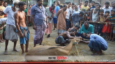 চলছে নীলগাইটিকে সারিয়ে তোলার চেষ্টা