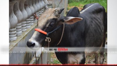 মাগুরায় অবিক্রীত গরু নিয়ে বিপাকে খামারিরা