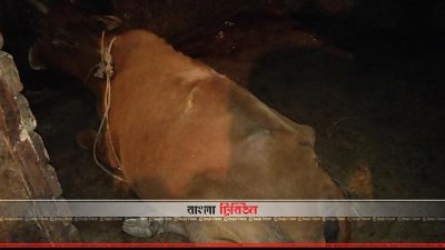 জব্দ করা গরু