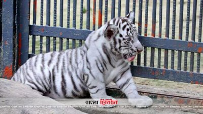 রাজ-পরীর সাদা শাবকটি দেখতে চট্টগ্রাম চিড়িয়াখানায় ভিড়