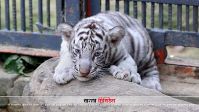 চট্টগ্রাম চিড়িয়াখানায় সাদা বাঘ শাবক