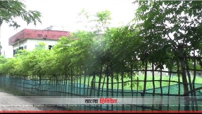 মাদ্রাসার মাঠ দখল করে ঘাস চাষ