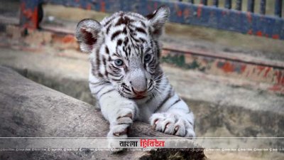 সাদা বাঘ