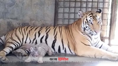 সাফারি পার্কে মায়ের সঙ্গে সাদা বাঘ শাবক