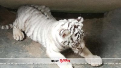 সাফারি পার্কে সাদা বাঘ শাবক