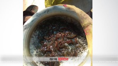 দেশ থেকে ভারতে কেন শিং ও পাবদার পোনা পাচার?