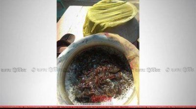 শিং মাছের পোনা জব্দ (ফাইল ছবি)