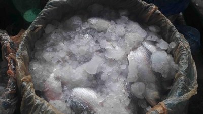 হিলি বাজারে ইলিশ