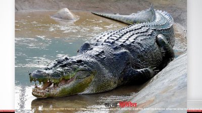 কুমির (ফাইল ছবি)