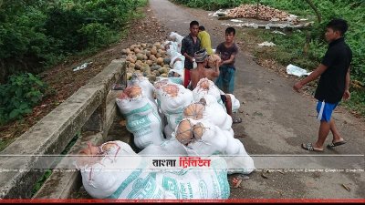 বান্দরবানের মিষ্টি কুমড়া