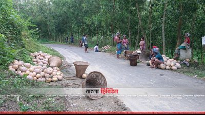 বান্দরবানের মিষ্টি কুমড়া