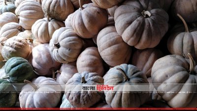 বান্দরবানের মিষ্টি কুমড়া