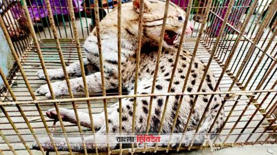 বোয়ালমারী থেকে উদ্ধারকৃত মেছোবাঘ