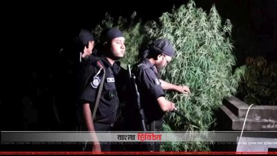 ছাদ থেকে উদ্ধার হওয়া গাঁজা গাছ
