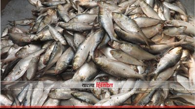 জব্দ ইলিশ