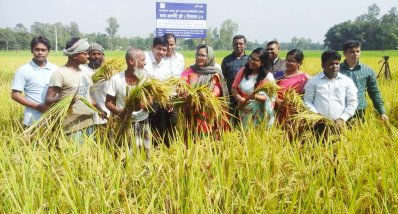 ফুলবাড়ীতে শস্য কর্তন ও মাঠ দিবসের অনুষ্ঠান