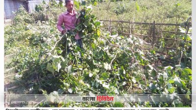 কৃষকের ক্ষেতের ফসল কেটে দেওয়া হয়েছে