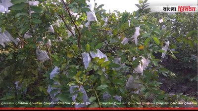 নাটোরে গোলাম মওলার বাগান