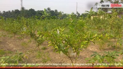 নাটোরে গোলাম মওলার বাগান