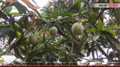 নাটোরে গোলাম মওলার বাগান