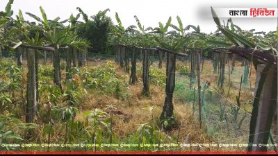 নাটোরে গোলাম মওলার বাগান
