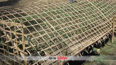 মাচা পদ্ধতিতে তৈরি সবজীর বীজতলা