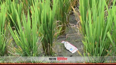 পানির অভাবে শুকিয়ে যাচ্ছে আমনক্ষেত