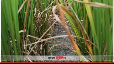 পানির অভাবে শুকিয়ে যাচ্ছে আমনক্ষেত