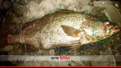 জেলেদের জালে ধরা পড়া পোয়া মাছটি (ছবি&ndash; প্রতিনিধি)
