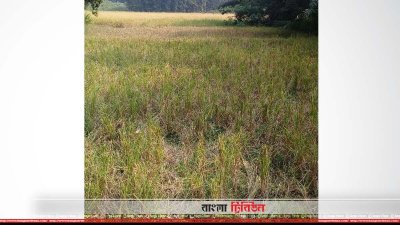 এই জমি থেকে ধান কেটে নেওয়া হয়  (ছবি&ndash; প্রতিনিধি)