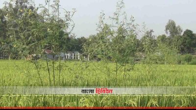 ধানক্ষেতের মাঝে ধঞ্চে গাছ লাগিয়ে পাখিদের বসার সুয়োগ করে দেওয়া হয়েছে