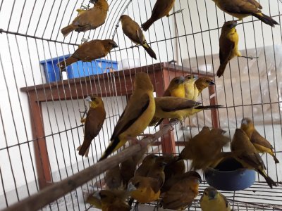 উদ্ধার করা পাখি