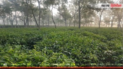 শীতের সকাল